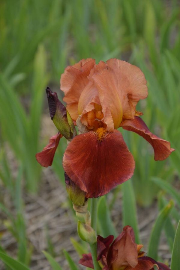 Iris Germanica Natchez Trace