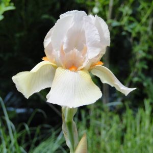 Iris Germanica Nel Jape
