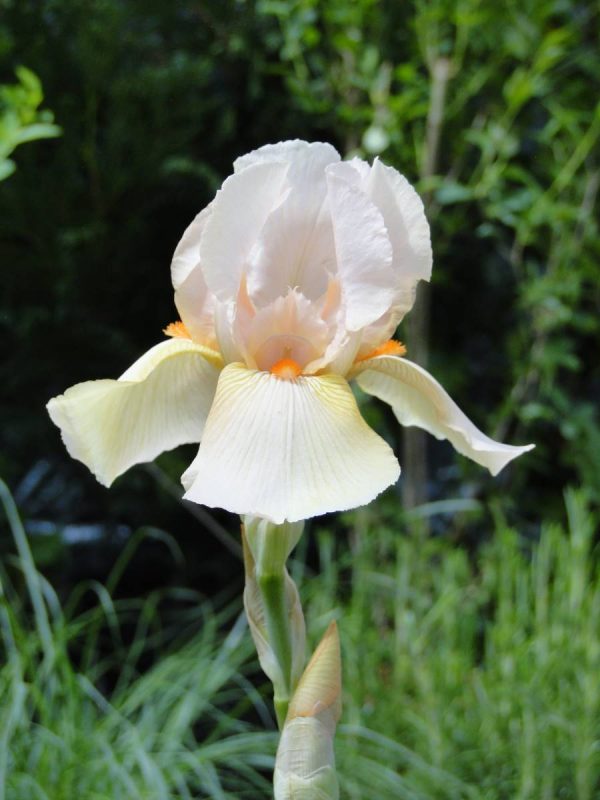 Iris Germanica Nel Jape