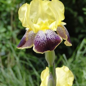 Iris Germanica Nibelungen