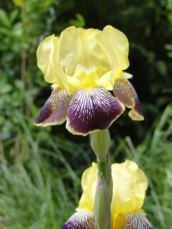Iris Germanica Nibelungen