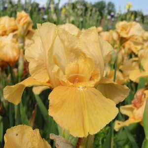 Iris Germanica Obligato