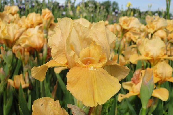 Iris Germanica Obligato