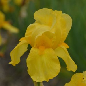 Iris Germanica Ola Kala