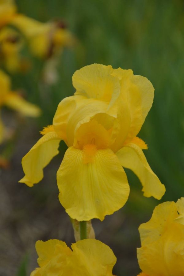 Iris Germanica Ola Kala