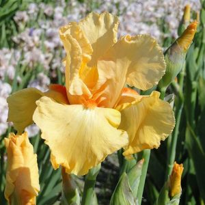 Iris Germanica Orange Rebloom