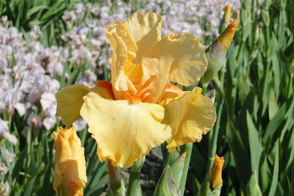 Iris Germanica Orange Rebloom
