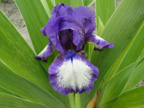 Iris Germanica Peper Rim