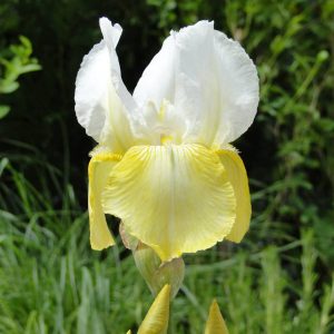 Iris Germanica Pinnacle