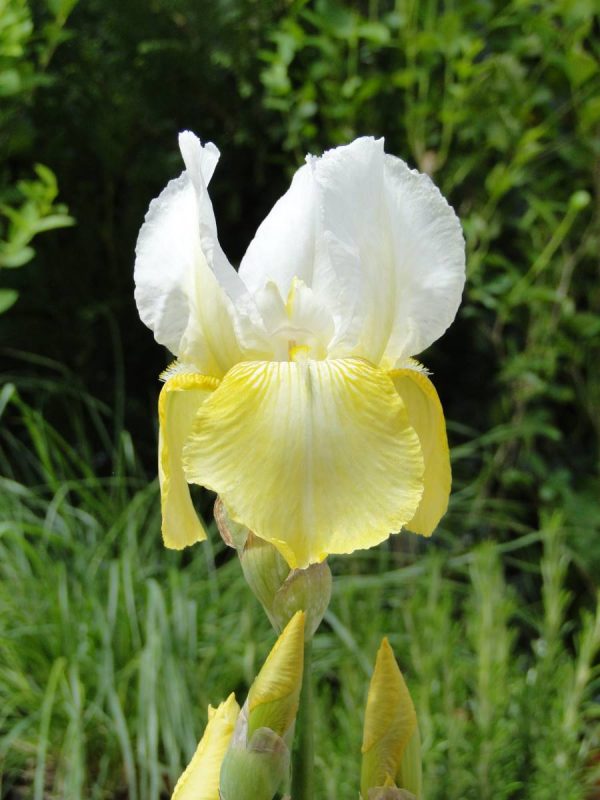 Iris Germanica Pinnacle