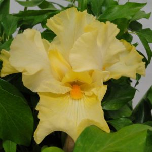Iris Germanica Primrose Drift