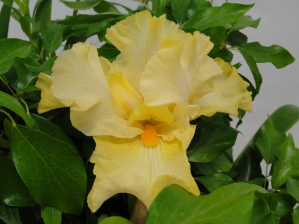 Iris Germanica Primrose Drift
