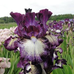 Iris Germanica Prince Of Burgundy