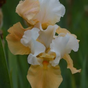 Iris Germanica Pumpkin Cheesecake
