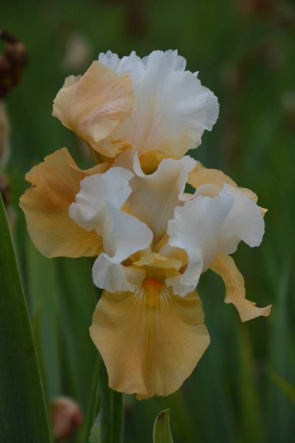 Iris Germanica Pumpkin Cheesecake