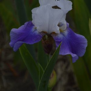 Iris Germanica Quite The Same