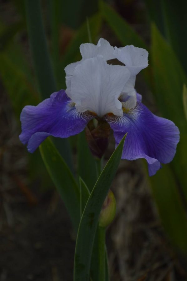 Iris Germanica Quite The Same