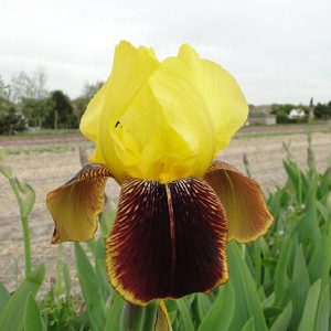 Iris Germanica Rajah Brooke