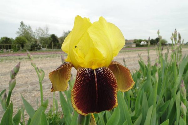 Iris Germanica Rajah Brooke