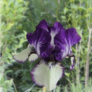 Iris Germanica Rare Edition