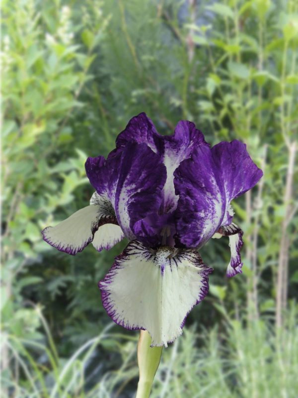 Iris Germanica Rare Edition