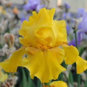 Iris Germanica Reflet Safran