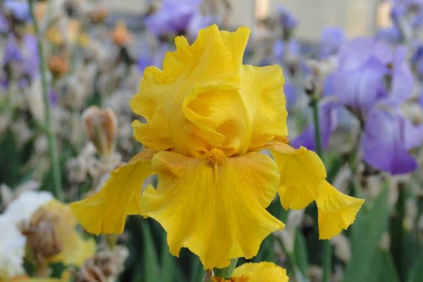 Iris Germanica Reflet Safran