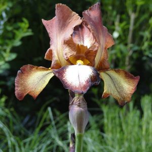Iris Germanica Rimfire