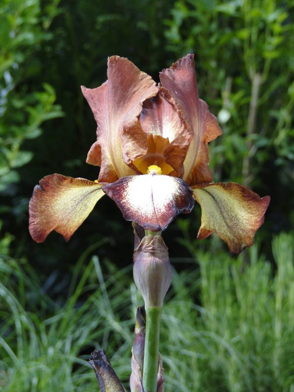 Iris Germanica Rimfire