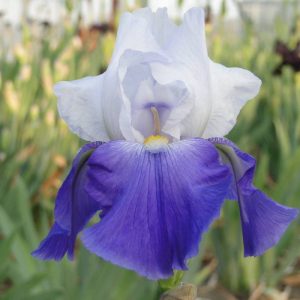 Iris Germanica Royal Crusader