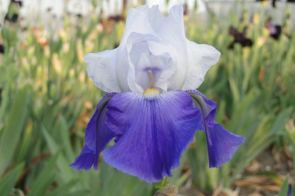Iris Germanica Royal Crusader