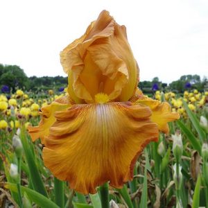 Iris Germanica Rustic Cedar