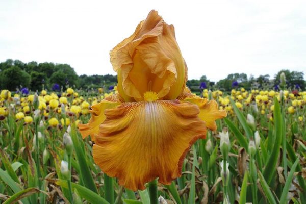 Iris Germanica Rustic Cedar