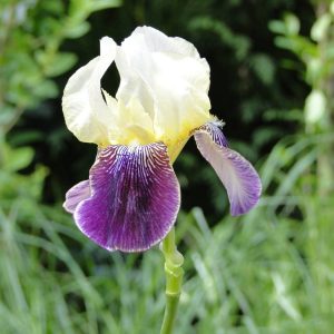 Iris Germanica Salonique