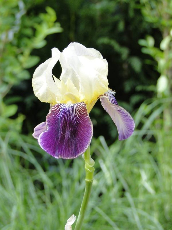Iris Germanica Salonique