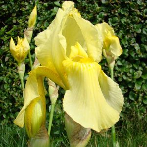 Iris Germanica Sangreal