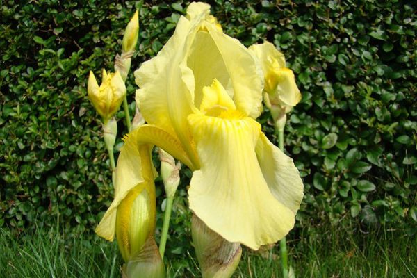 Iris Germanica Sangreal