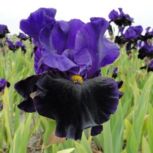 Iris Germanica Scentilation Scentinel