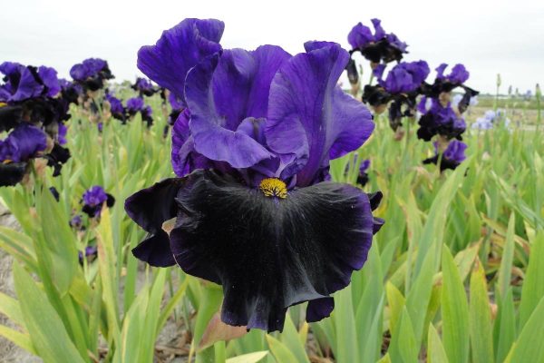 Iris Germanica Scentilation Scentinel