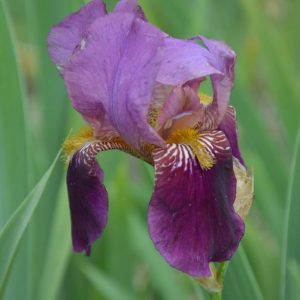 Iris Germanica Senlac