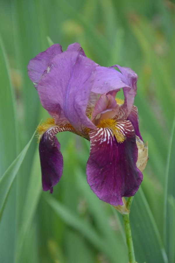 Iris Germanica Senlac