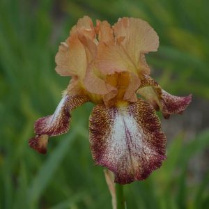 Iris Germanica Siva Siva