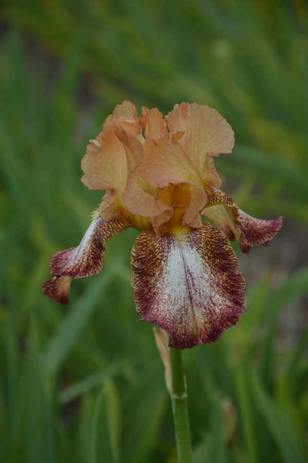 Iris Germanica Siva Siva