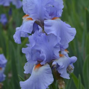 Iris Germanica Sky Blase