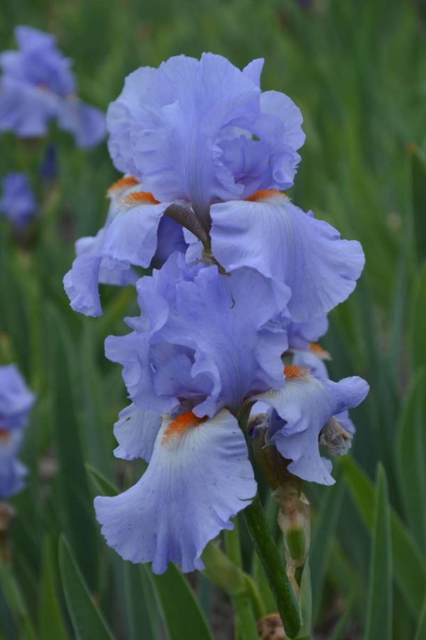 Iris Germanica Sky Blase