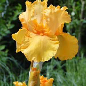 Iris Germanica Skyfire