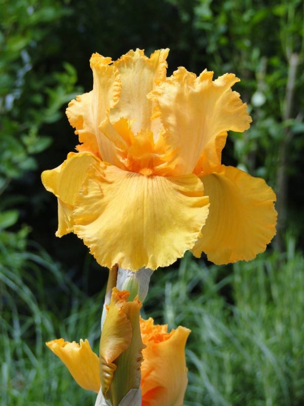 Iris Germanica Skyfire