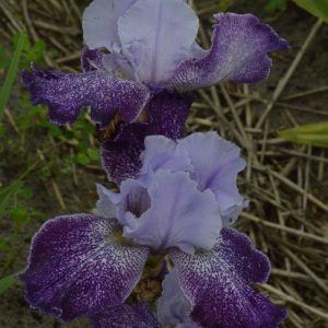 Iris Germanica Splashacata