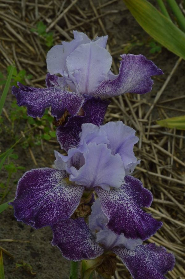 Iris Germanica Splashacata