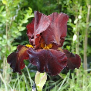 Iris Germanica Sultan'S Palace